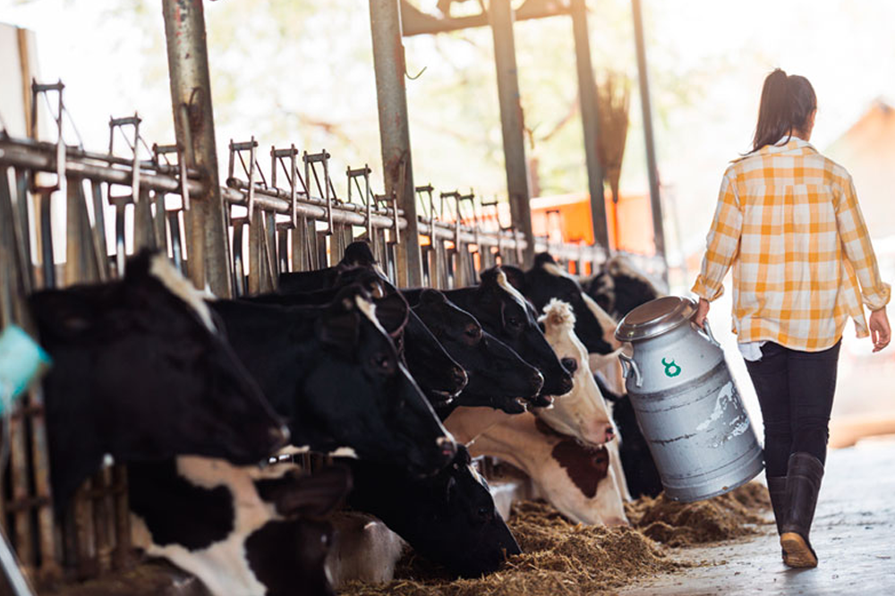 Donna che trasporta un bidone di latte in una stalla con mucche