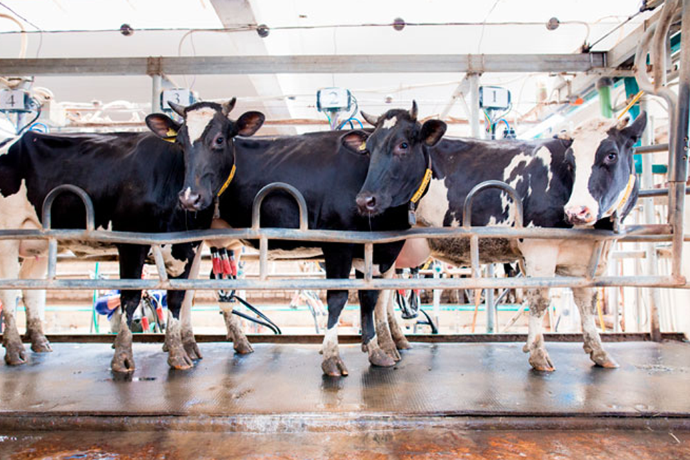 Photo of cows inside a milking parlor