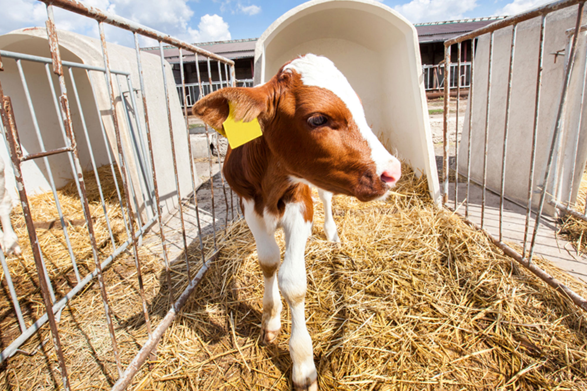 Immagine di un vitello nel recinto di una fattoria