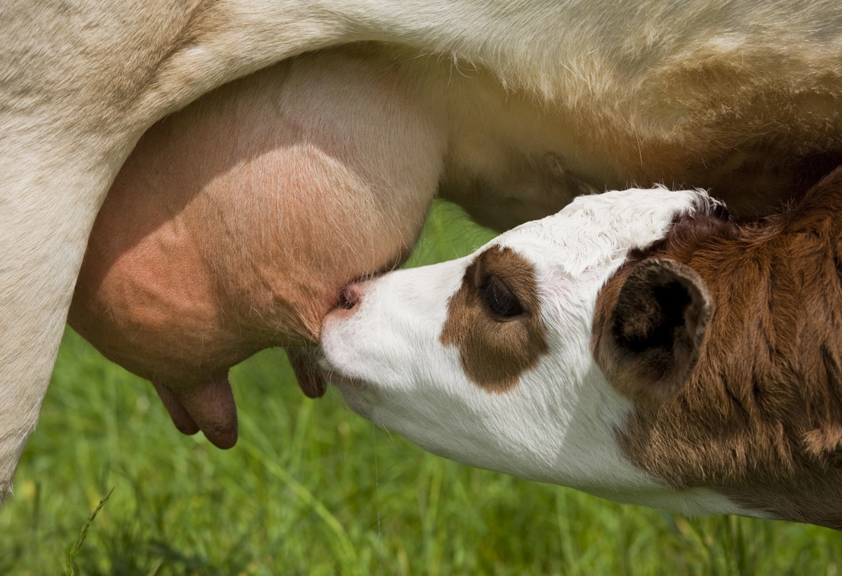 Mucca che allatta un vitello
